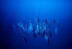Image copyright  © Davide Forti
