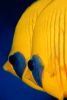 Image copyright  © Davide Forti