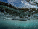 Image copyright  © Davide Forti